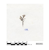 藏品(絲狀指葉蘚)的圖片